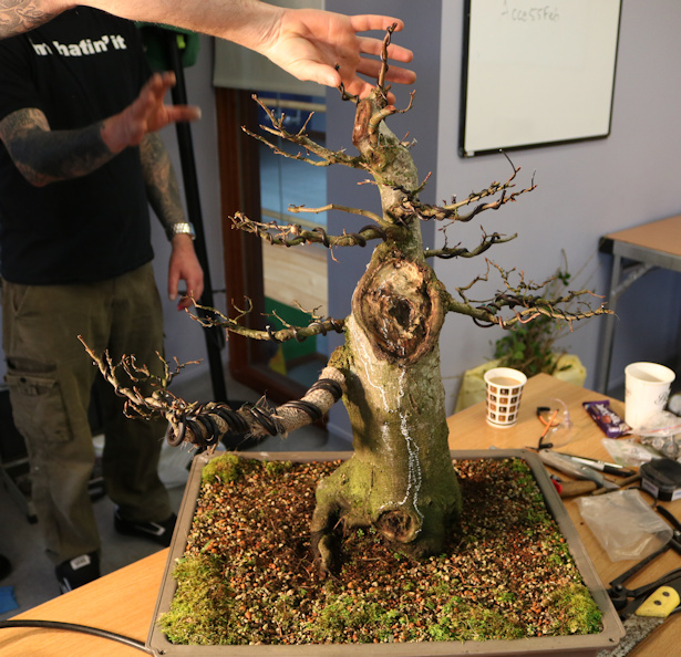 hornbeam bonsai